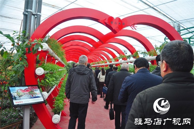驻马店市西红柿产业发展现场观摩会在汝南县番顺西红柿产业园顺利召开