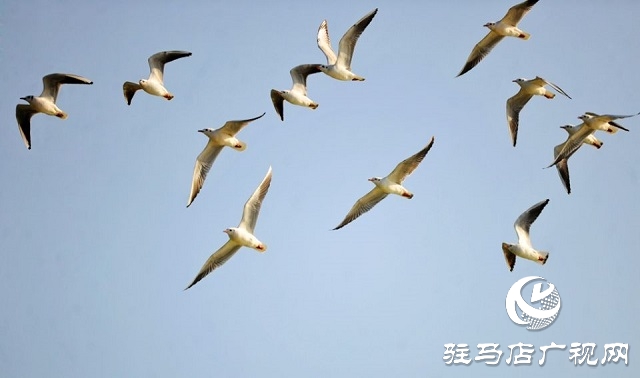 汝南：环境治理绘就生态画卷 宿鸭湖首迎越冬红嘴鸥