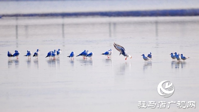 汝南：环境治理绘就生态画卷 宿鸭湖首迎越冬红嘴鸥