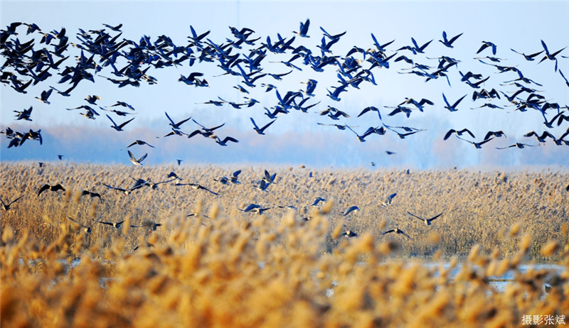 【今日驻马店】中原最美湿地、越冬候鸟家园——宿鸭湖
