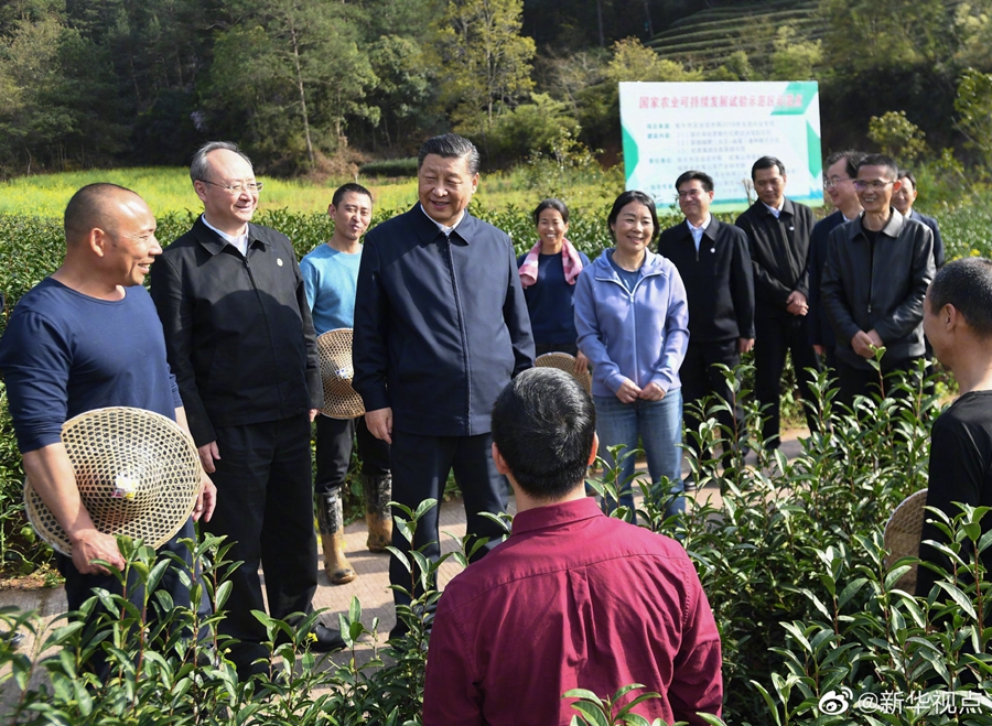 习近平察看武夷山春茶长势：把茶文化、茶产业、茶科技这篇文章做好