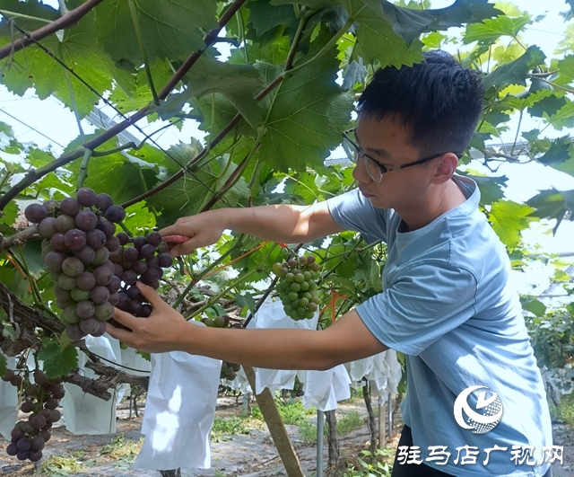 禾绿葡萄成熟“惹人醉” 清华学子体验“采摘乐”