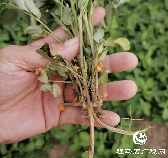 北沃农业开展爱心捐赠 抢救受灾农作物
