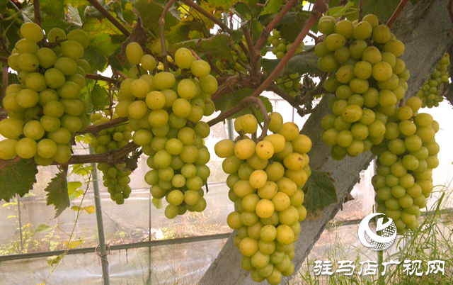驻马店居然之家积极帮助农村合作社复工复产
