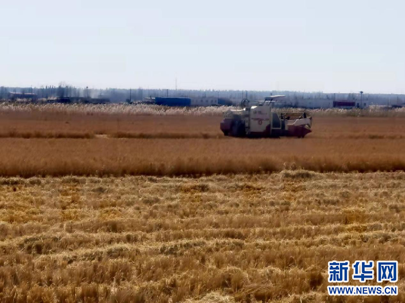 【母亲河畔的中国】昔日盐碱地 今朝稻花香