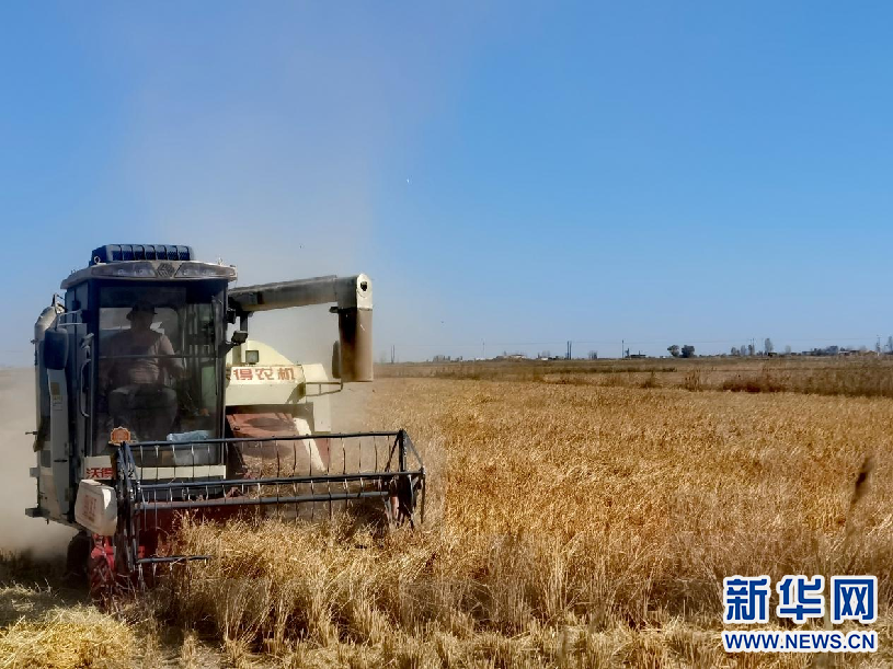 【母亲河畔的中国】昔日盐碱地 今朝稻花香