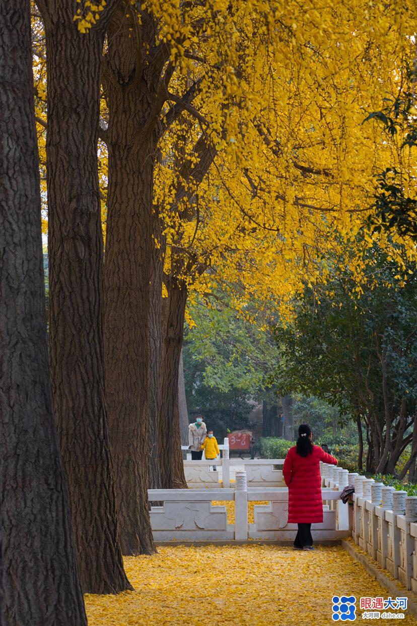 初冬银杏美，满树金黄醉游人