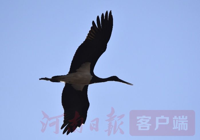 罕见黑鹳群现身温县黄河湿地