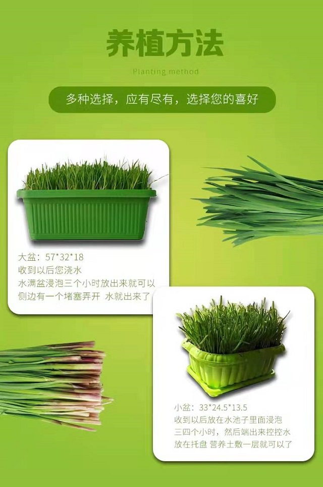 盆栽蔬菜上市 现吃现摘更健康