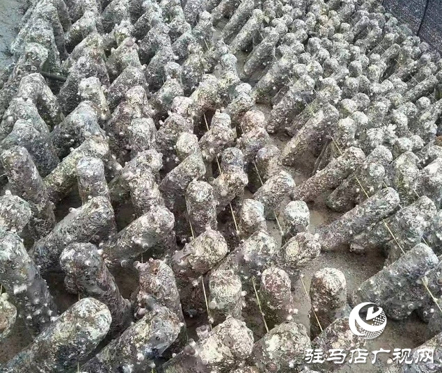 香菇种植鼓了钱袋子  富了新生活