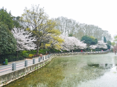 又到樱花绽放时，为啥写樱花的古诗词那么少