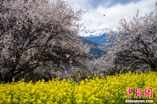 西藏林芝：雪山下桃花开