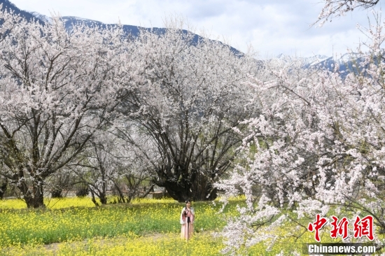 西藏林芝：雪山下桃花开