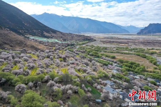 西藏林芝：雪山下桃花开