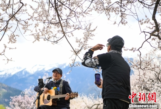 西藏林芝：雪山下桃花开