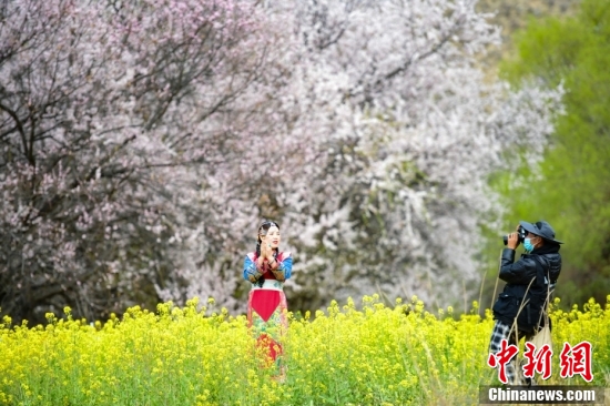 西藏林芝：雪山下桃花开