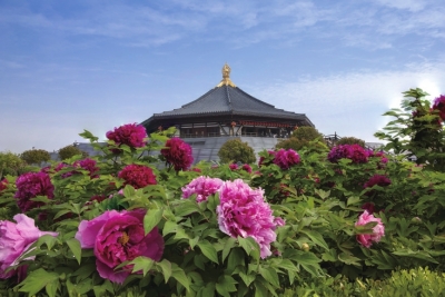 闲来春游洛水岸 陌上与君看牡丹 洛阳牡丹赏花指南