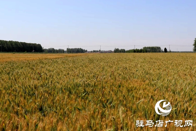 汝南县板店乡5万多亩小麦丰收在望