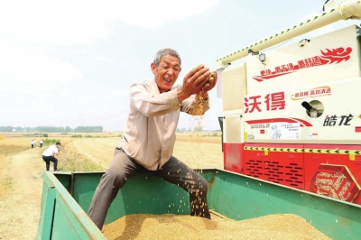 农田必须是良田！河南粮食总产量连续5年稳定在1300亿斤左右