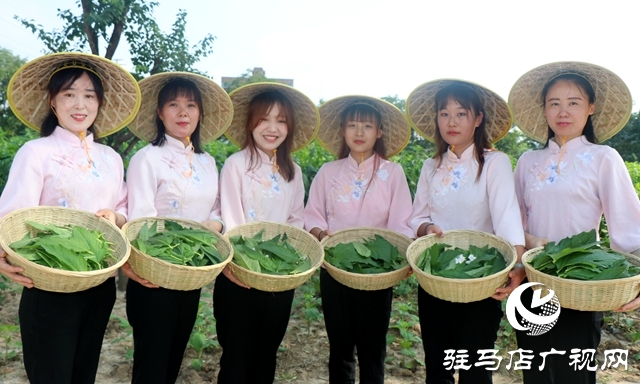 芝麻叶揉三遍，拿肉也不换 正道芝麻叶喜迎丰收