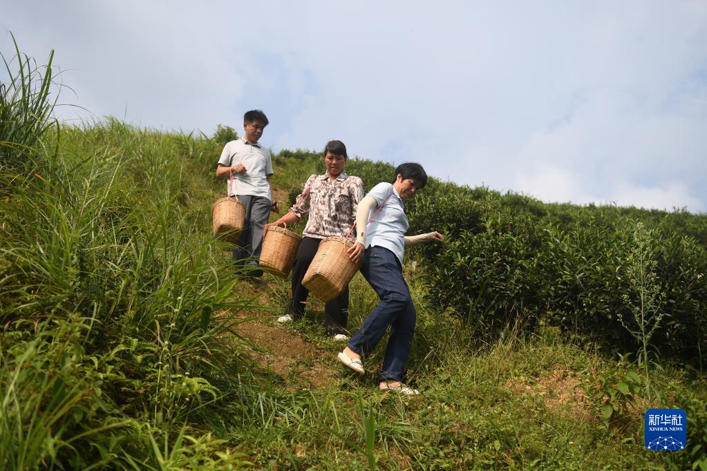 二十大代表风采丨祝雪兰：茶香氤氲蕴初心