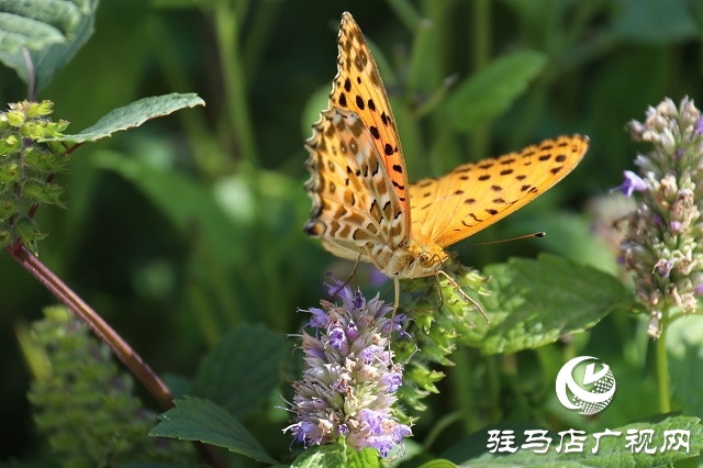 霍香花开浓 蜂蝶蹁跹来