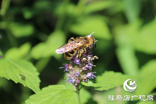 霍香花开浓 蜂蝶蹁跹来