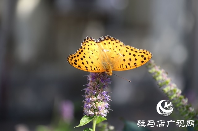 霍香花开浓 蜂蝶蹁跹来