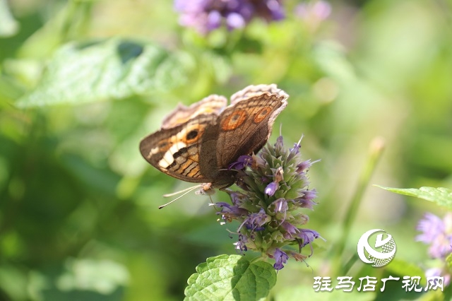 霍香花开浓 蜂蝶蹁跹来