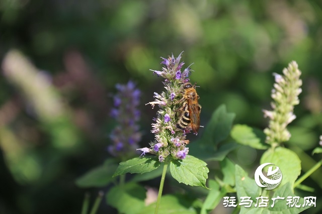 霍香花开浓 蜂蝶蹁跹来