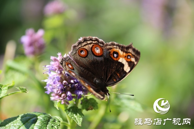 霍香花开浓 蜂蝶蹁跹来