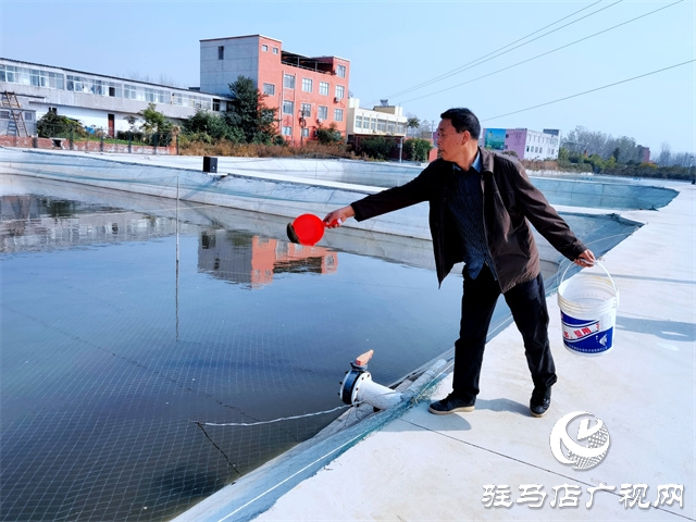 驻马店市驿城区板桥镇：多彩锦鲤游出致富路