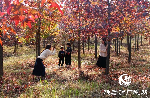 驻马店：霜降至 枫叶红 正是赏秋好时节