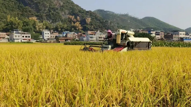 前三季度农业农村经济稳中向好、稳中有进