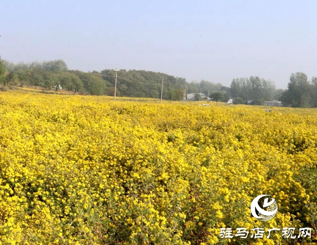 驿城区朱古洞乡：野菊花开惹人醉