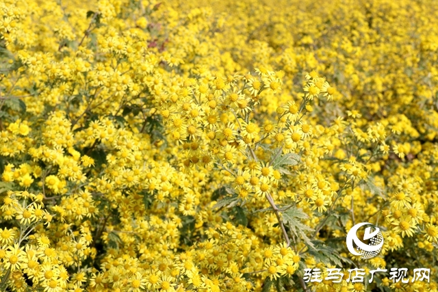 驿城区朱古洞乡：野菊花开惹人醉