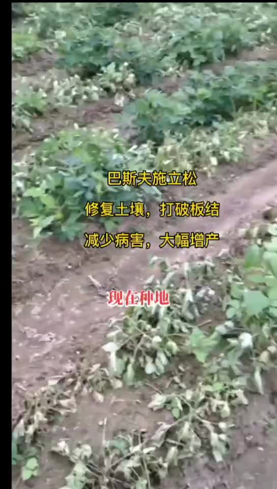 德国巴斯夫施立松：修复土壤 助力农民增产增收
