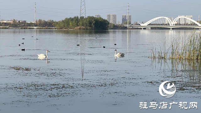 驻马店市人民公园：初冬美景惹人陶醉