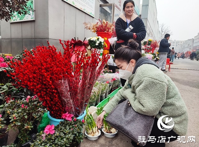 新春走基层丨 驻马店：花卉市场年味浓 姹紫嫣红迎新年