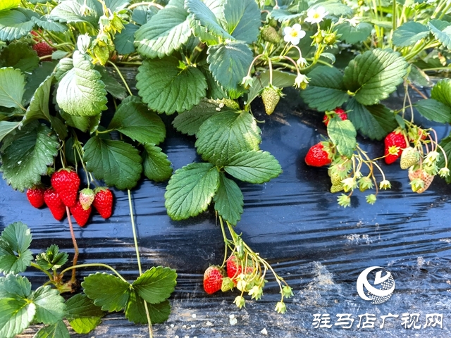 早春草莓红 游客采摘乐趣多