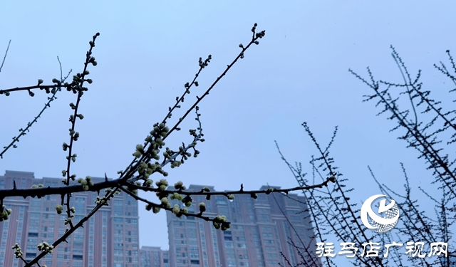 雨落天中 春意绽放