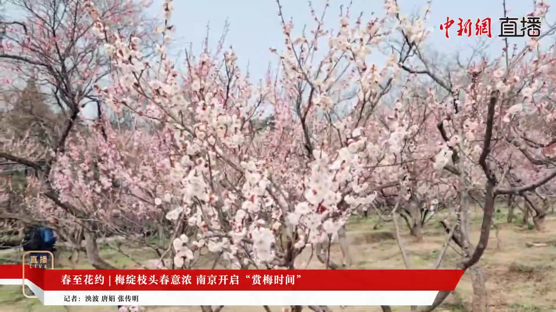 春至花约 | 梅绽枝头春意浓 南京开启“赏梅时间”