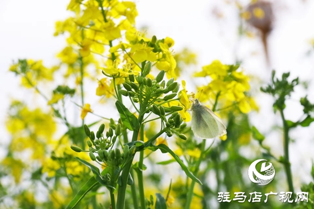 驻马店：油菜花开满地黄 丛间蝶舞蜜蜂忙