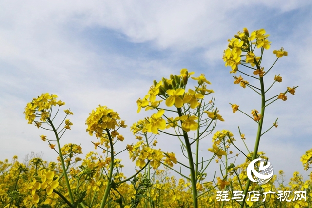 驻马店：油菜花开满地黄 丛间蝶舞蜜蜂忙