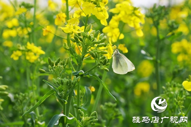 驻马店：油菜花开满地黄 丛间蝶舞蜜蜂忙