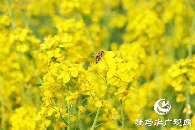 驻马店：油菜花开满地黄 丛间蝶舞蜜蜂忙