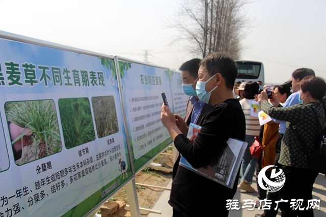 河南省麦田恶性杂草防控技术培训暨现场观摩活动在驻马店举行