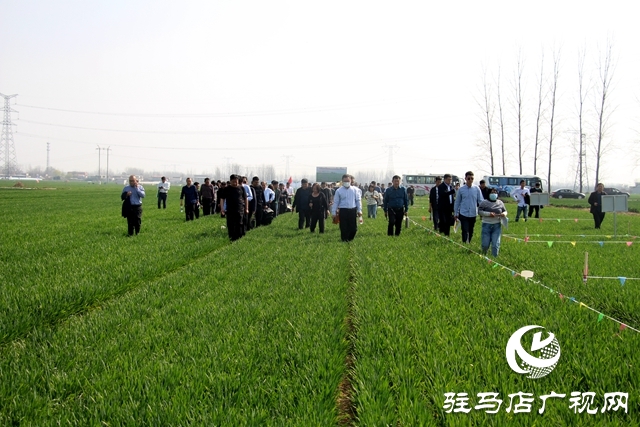 河南省麦田恶性杂草防控技术培训暨现场观摩活动在驻马店举行