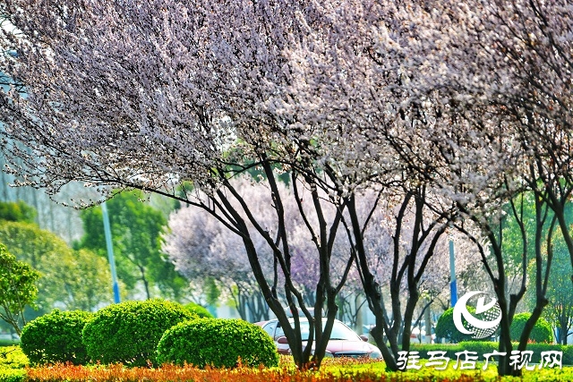 驻马店：樱花开正艳 赏花好时节 