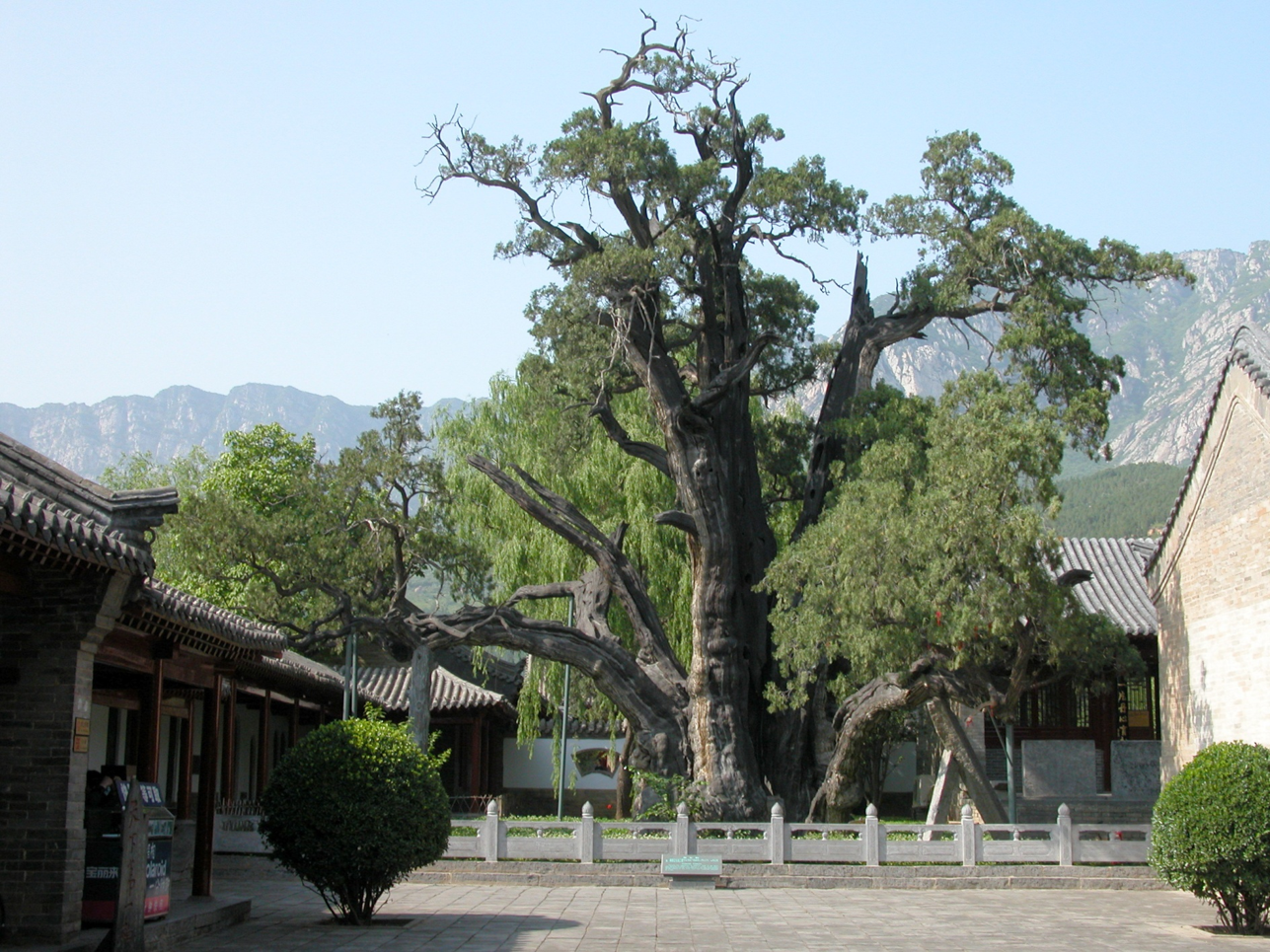 植树节丨守护从历史中走来的绿荫 河南“树医”助力古树名木“延寿回春”